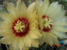 Hamatocactus setispinus (2)
