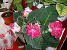 Gloxinie roz pintenata- 018