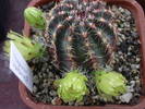 Echinocereus viridiflorus