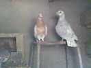R@k!w-foto008