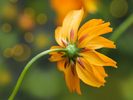Orange Daisy