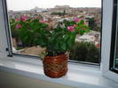 BOUGAINVILLEA,DIN NOU INFLORITA!!