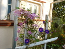 CLEMATIS SI ZORELE