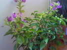 BOUGAINVILLEA