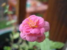 Pink Zinnia (2009, September 11)