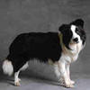 border-collie_2[1]