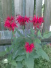 menta indiana