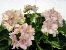 Spring_Kiss_2005avsa