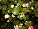 camelia japonica