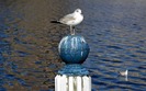 213_seagull_1440x900