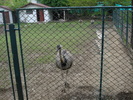 Picture 155
