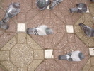 P9040124