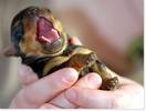 Opera Singer