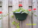 Verbena 4 iun 2009