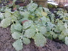 DSC00643