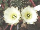 Lobivia aracnachantha