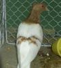 white wing Pale (Archangel0