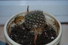 rebutia