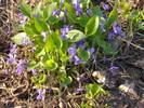 Viola cyanea