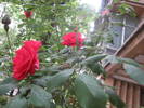 trandafiri-cataratori
