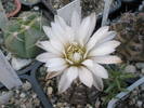 Gymnocalycium ragonesii 05.06