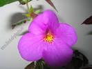 Achimenes New Fantasy 1