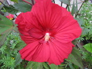 Hibiscus Moscheutos 16 aug 2009 (2)