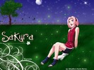 sakura_-_anime-8442