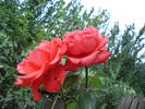 DSC09339