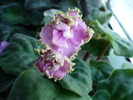 Potseliy Rusalky