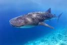 whaleshark