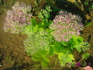 Sedum spectabile
