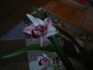 Cymbidium