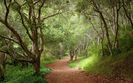 Mystical-Forest