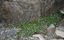 Cimbalaria muralis