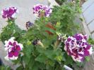 flori 039