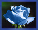 Rose067%20blu[1]