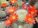 Rebutia senilis