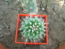 Picture 042mammillaria polyedra