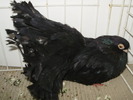 negru 1