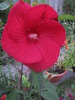 Hibiscus Moscheutos 11 sept 2009 (2)