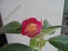 Kohleria  Flashdance 8