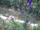 PICT0007