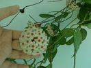 Inflorescenta Hoya carnosa