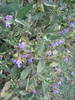 SALVIA OFICINALIS