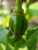 Habanero Pepper (2009, September 25)