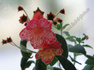 Kohleria Norrsken 7