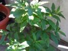 Solanum capsicastrum-fructe si flori