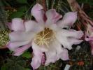 Echinopsis 634 floare