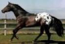 t_appaloosa